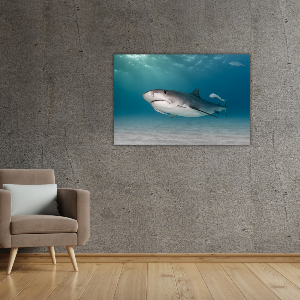 Tigerhai (Leinwandprint 60x90cm)