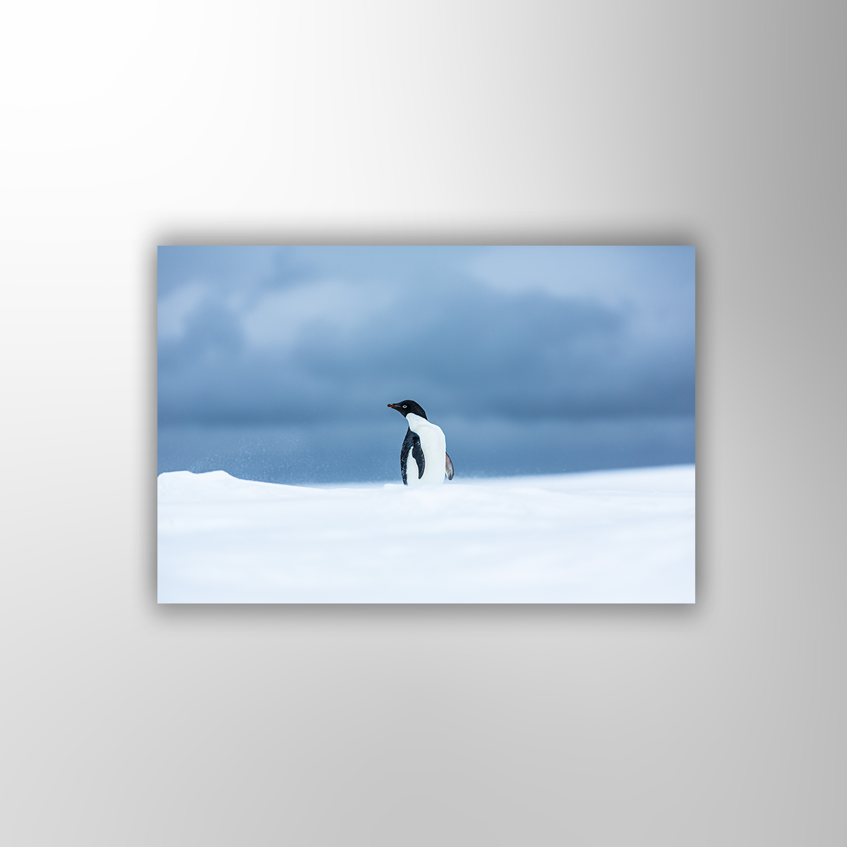 Adeliepinguin (Fine Art Print 30x45cm)