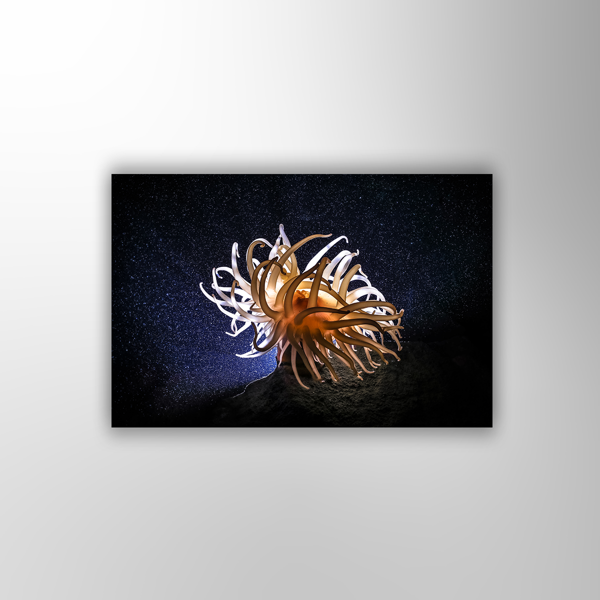 Anemone (Fine Art Print 30x45cm)