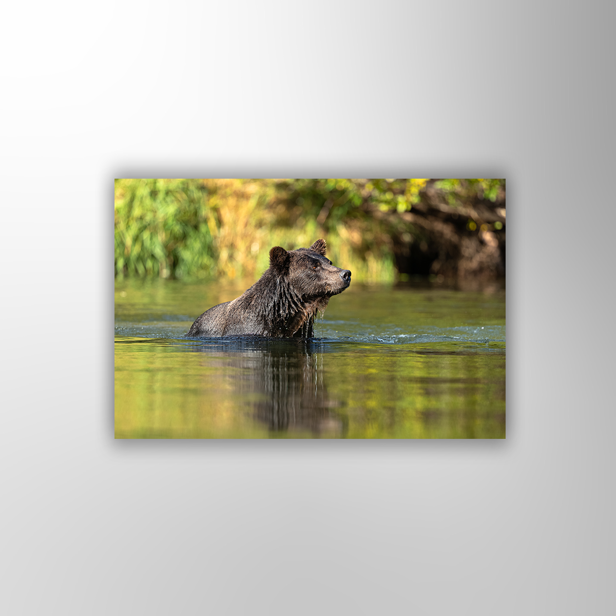 Bär (Fine Art Print 30x45cm)