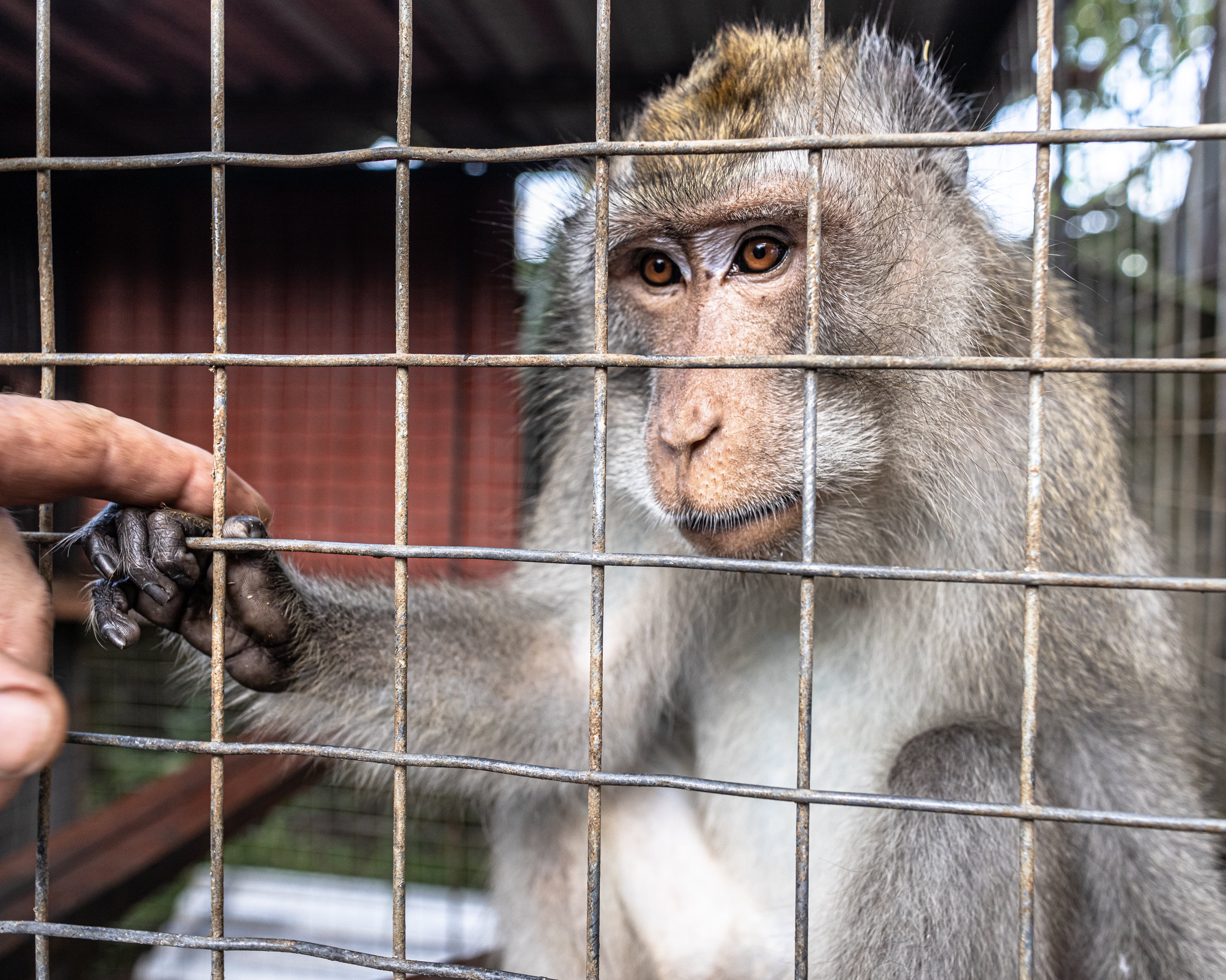 T-Shirt Men "Freiheit | Freedom | Kebebasan"