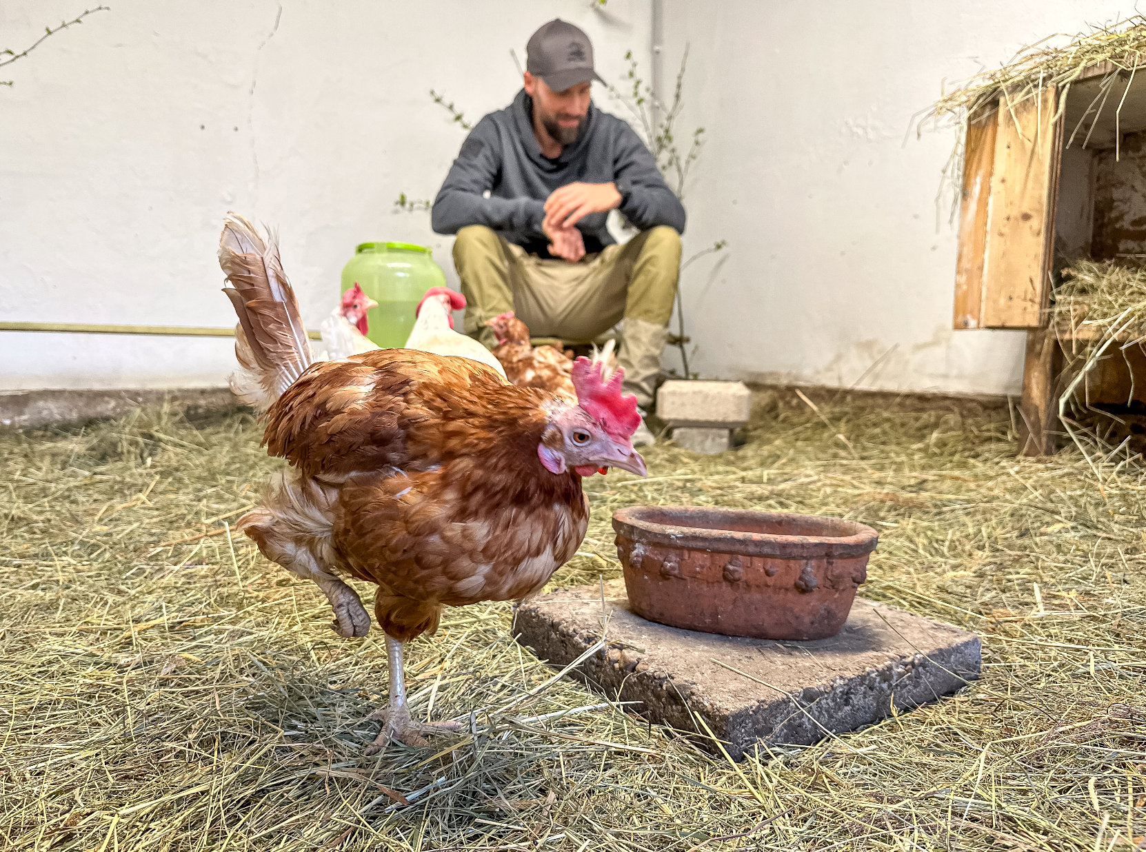 Socken "Huhn"