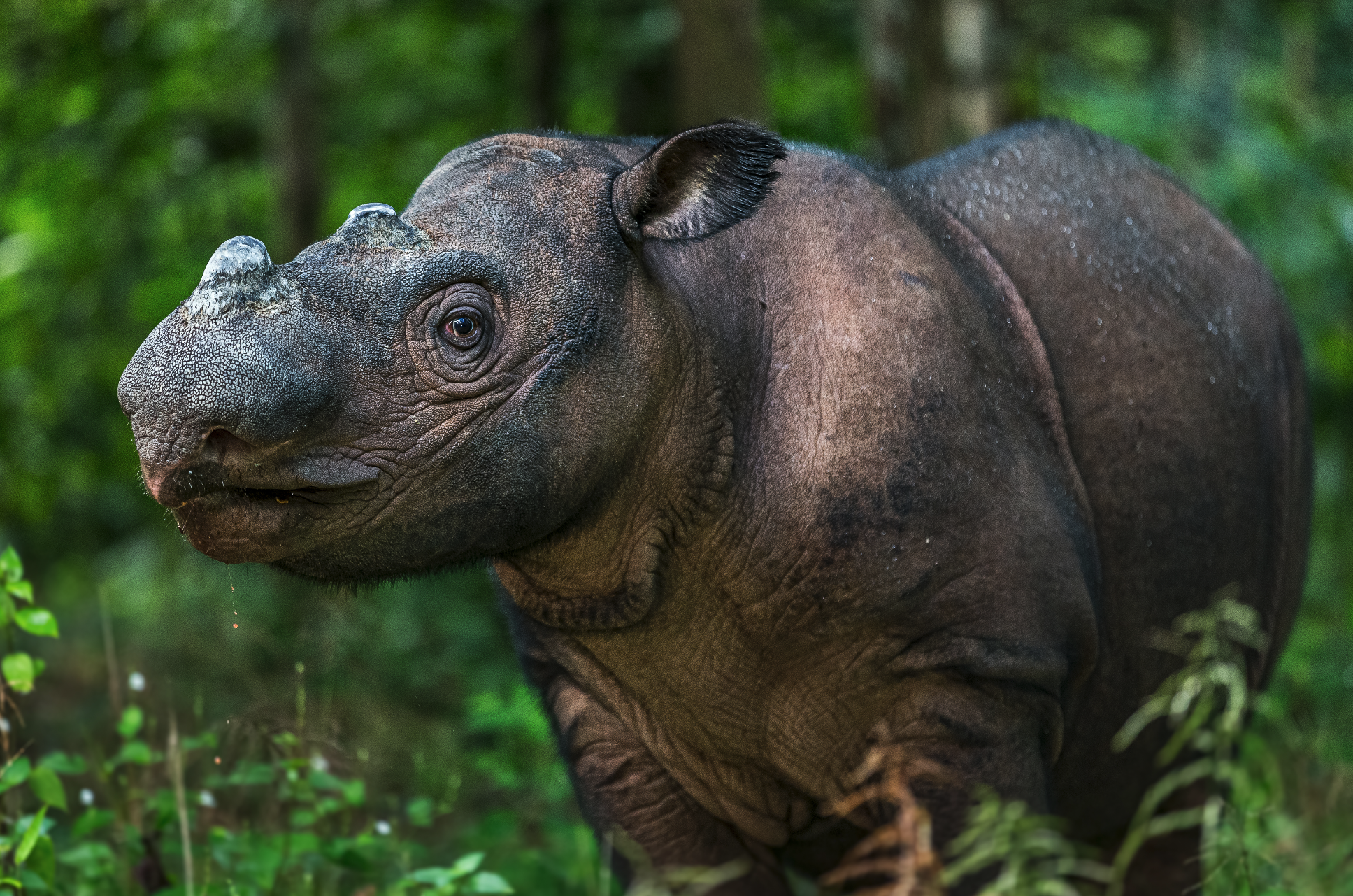 Socken "Sumatra-Nashorn"