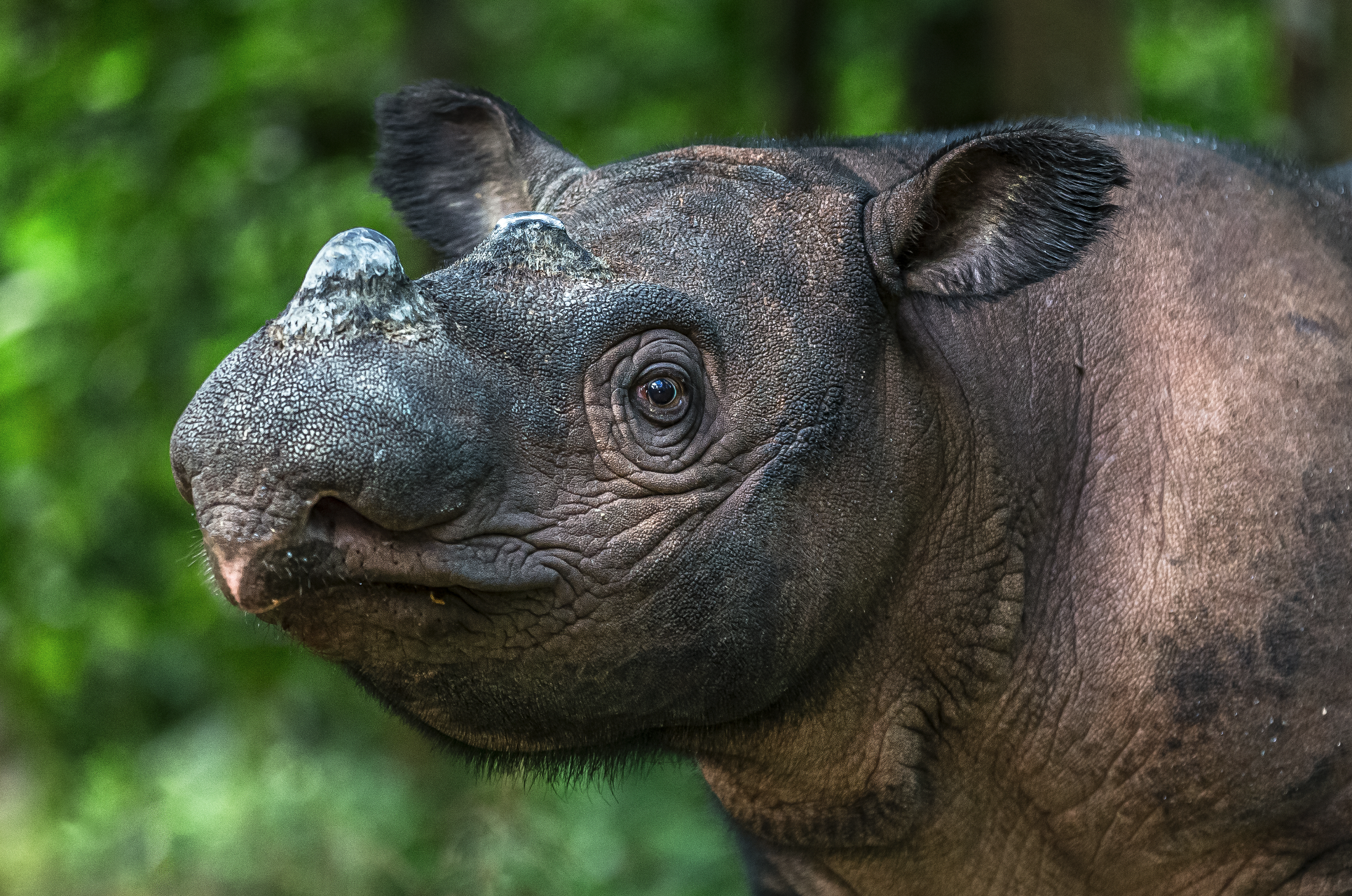 Socken "Sumatra-Nashorn"