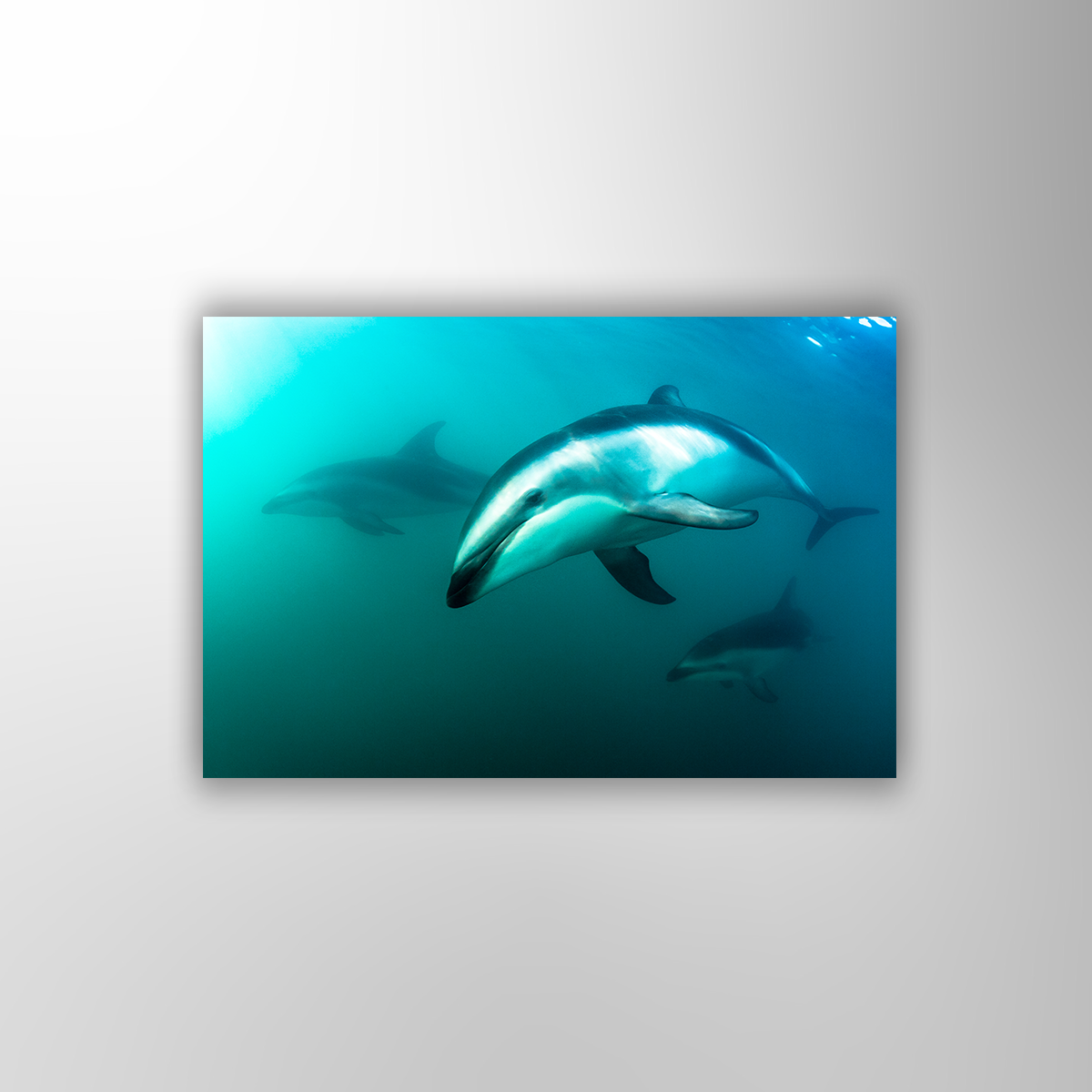 Delfin (Fine Art Print 30x45cm)