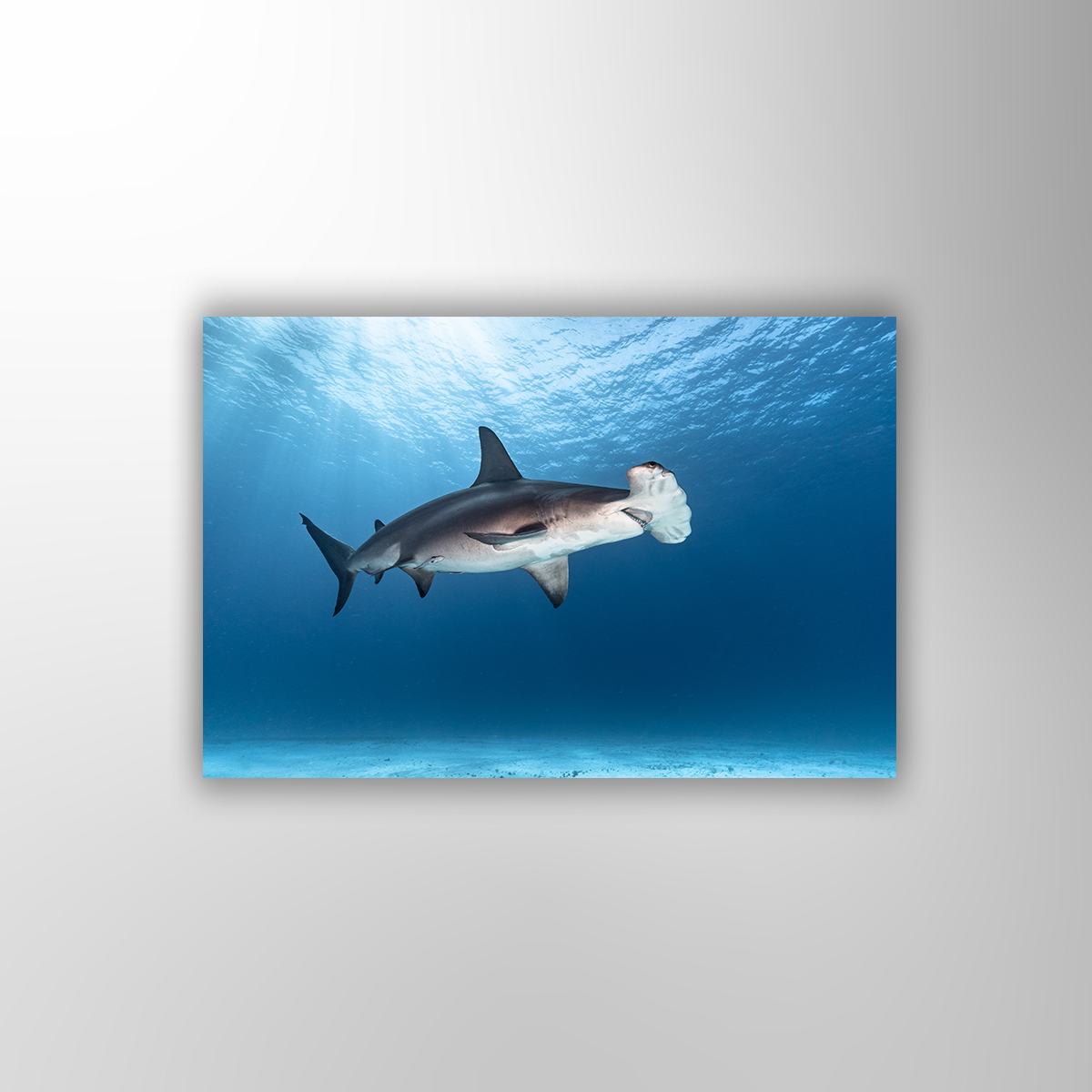 Hammerhai (Fine Art Print 30x45cm)