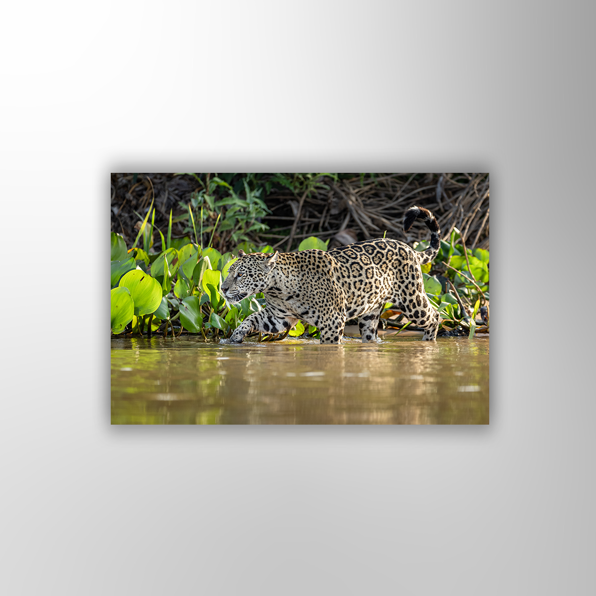 Jaguar (Fine Art Print 30x45cm)