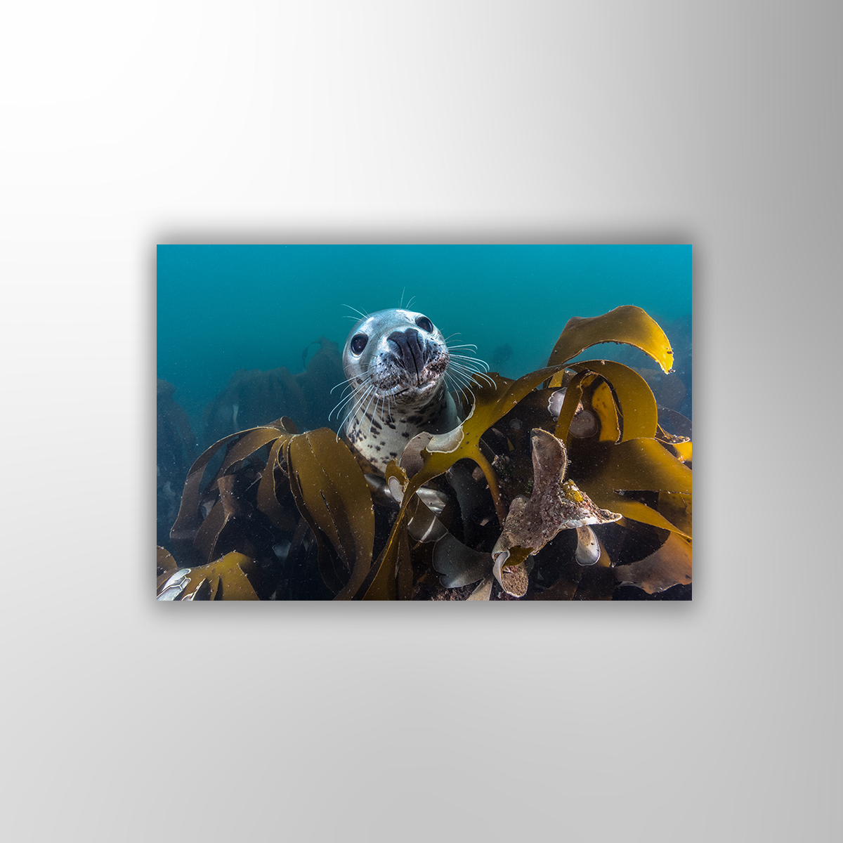 Kegelrobbe unter Wasser (Fine Art Print 30x45cm)