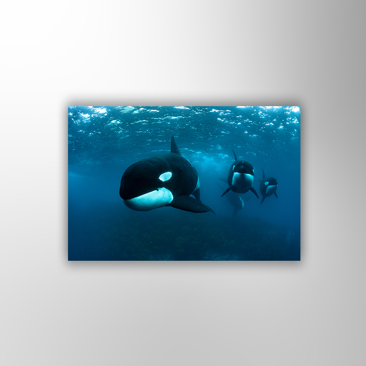 Orca (Fine Art Print 30x45cm)