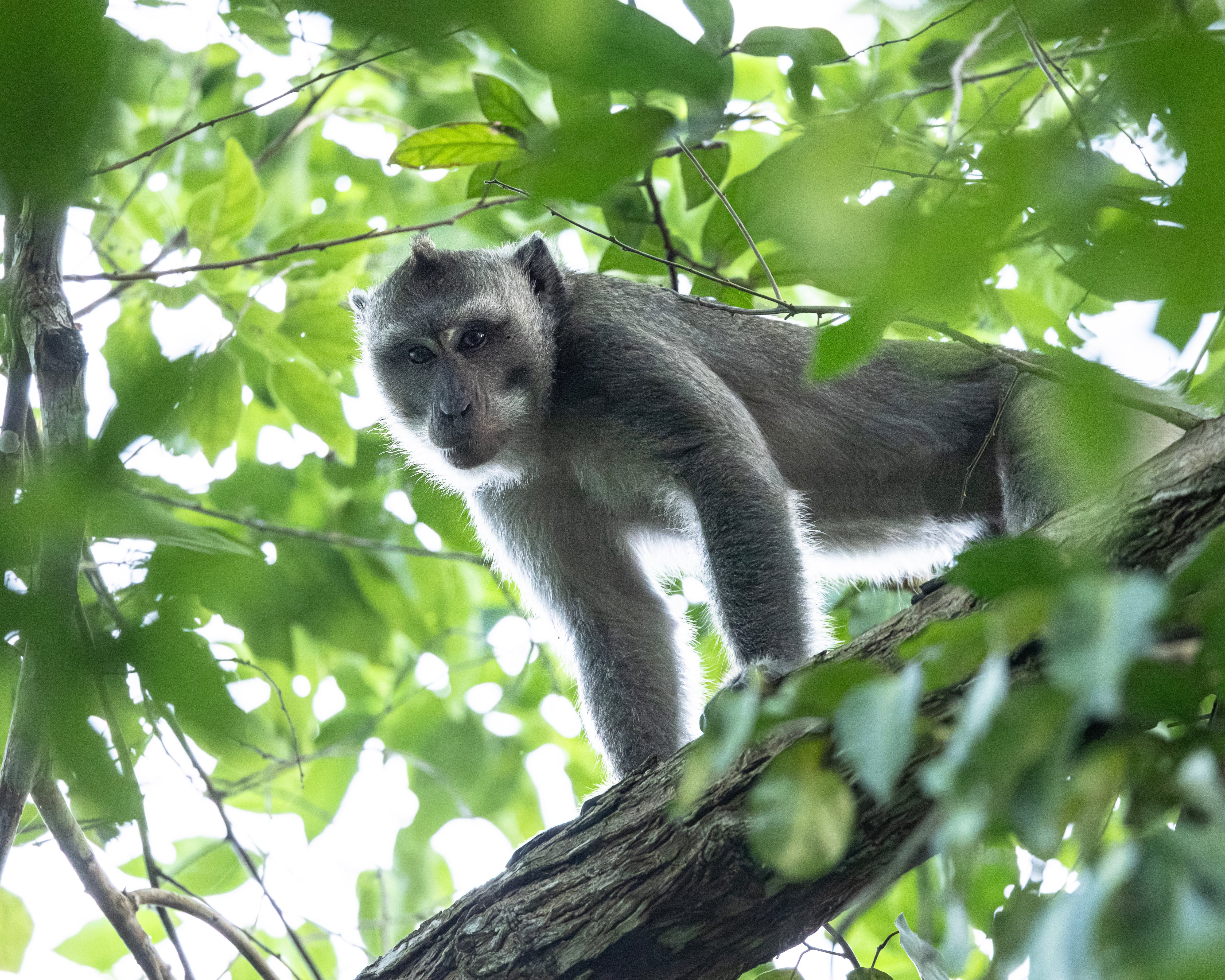 T-Shirt Men "Freiheit | Freedom | Kebebasan"