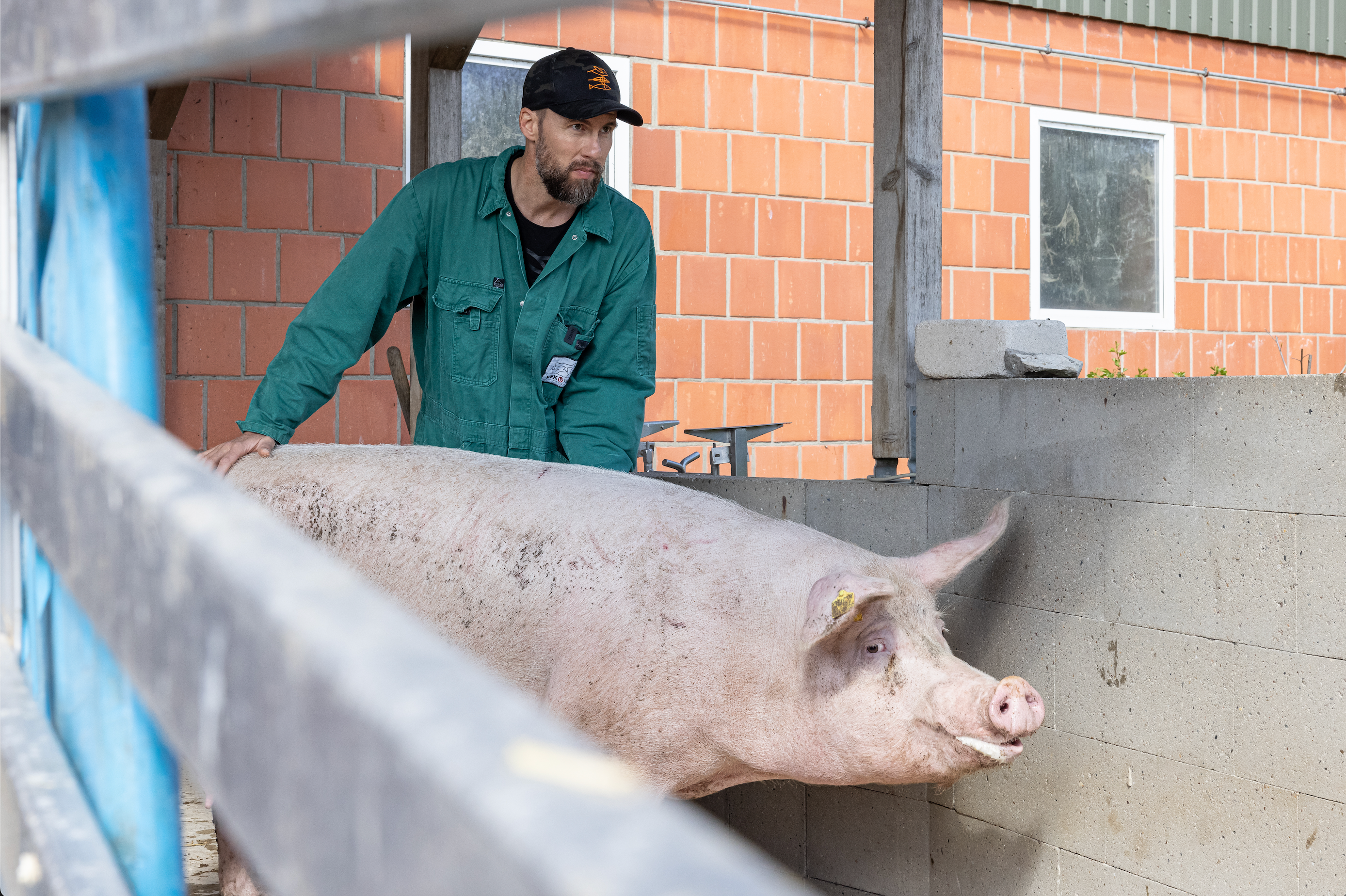 Socken "Schwein"