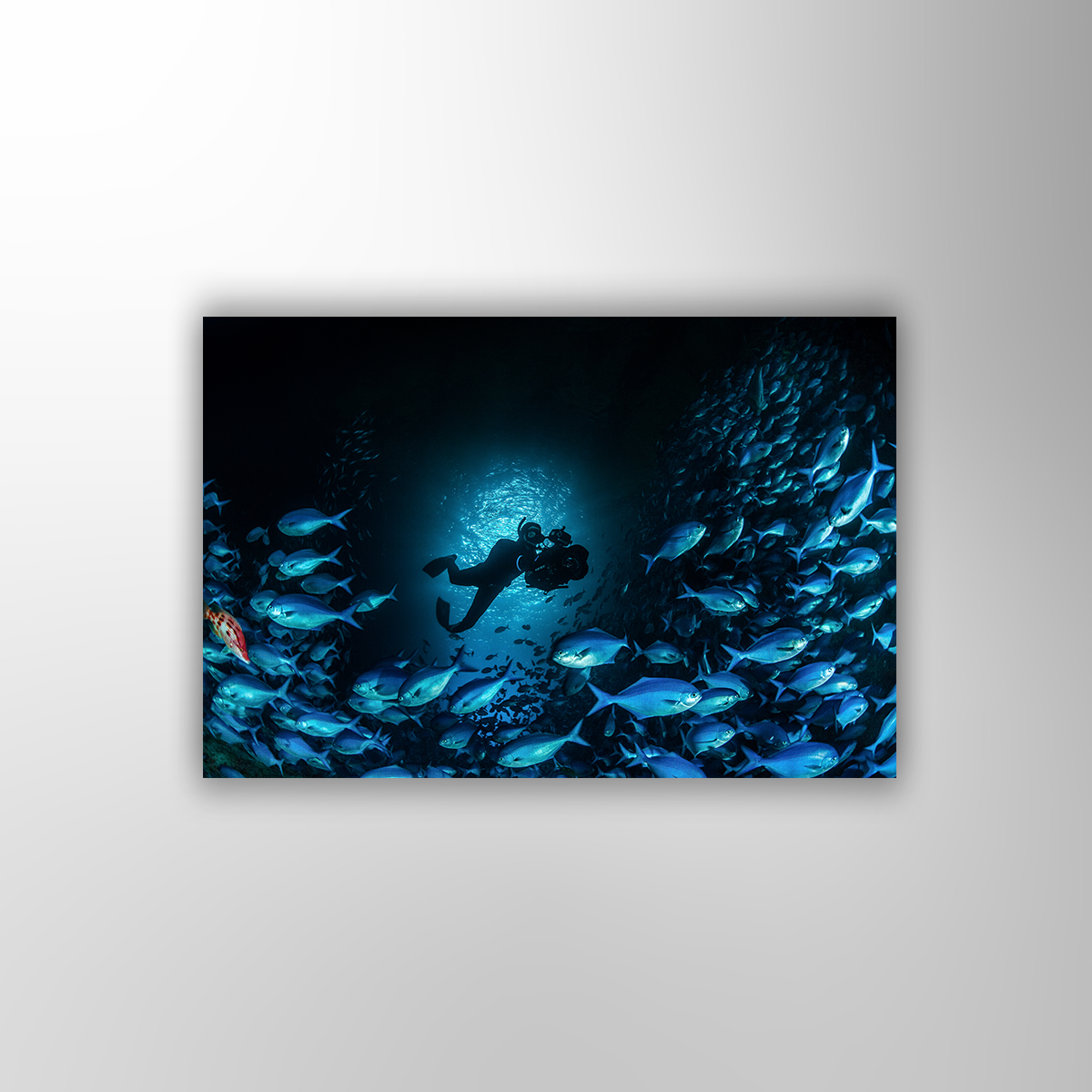 Taucher (Fine Art Print 30x45cm)