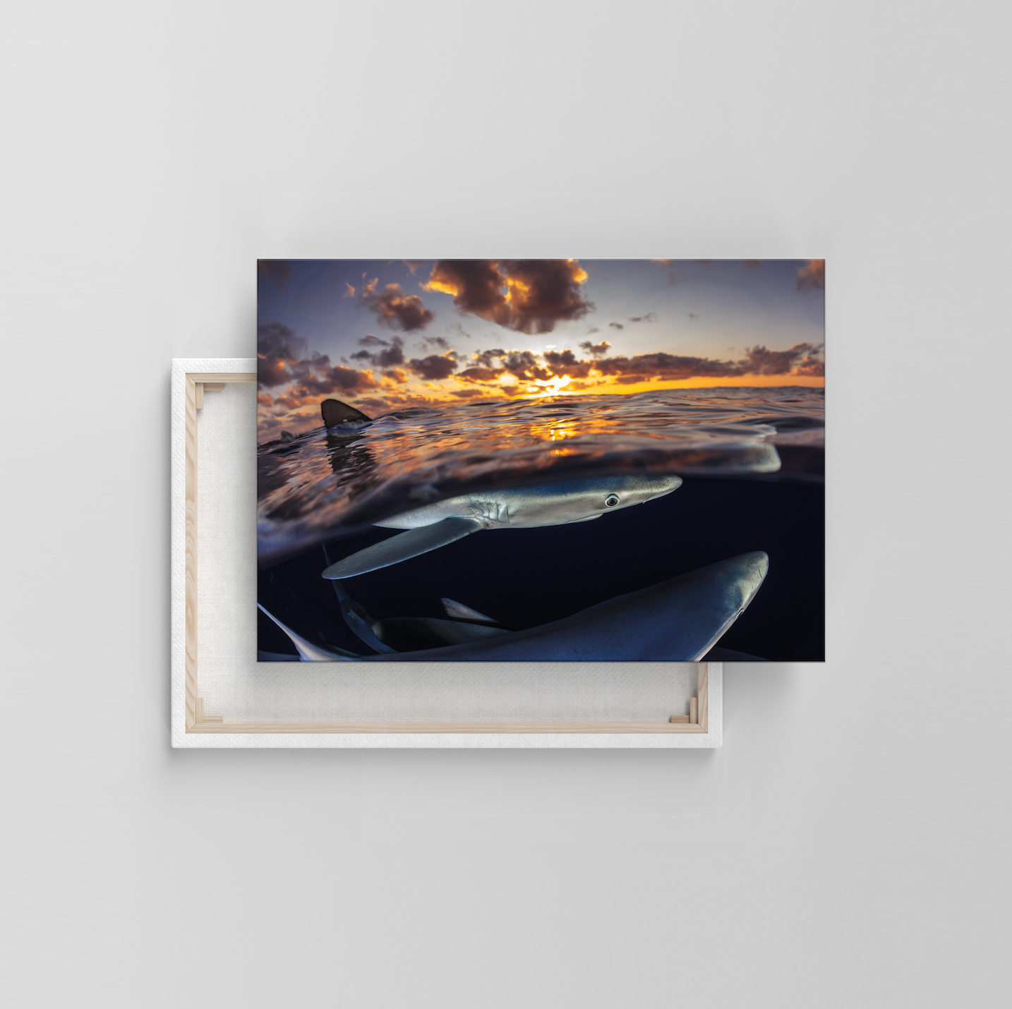 Blauhai (Leinwandprint 60x90cm)