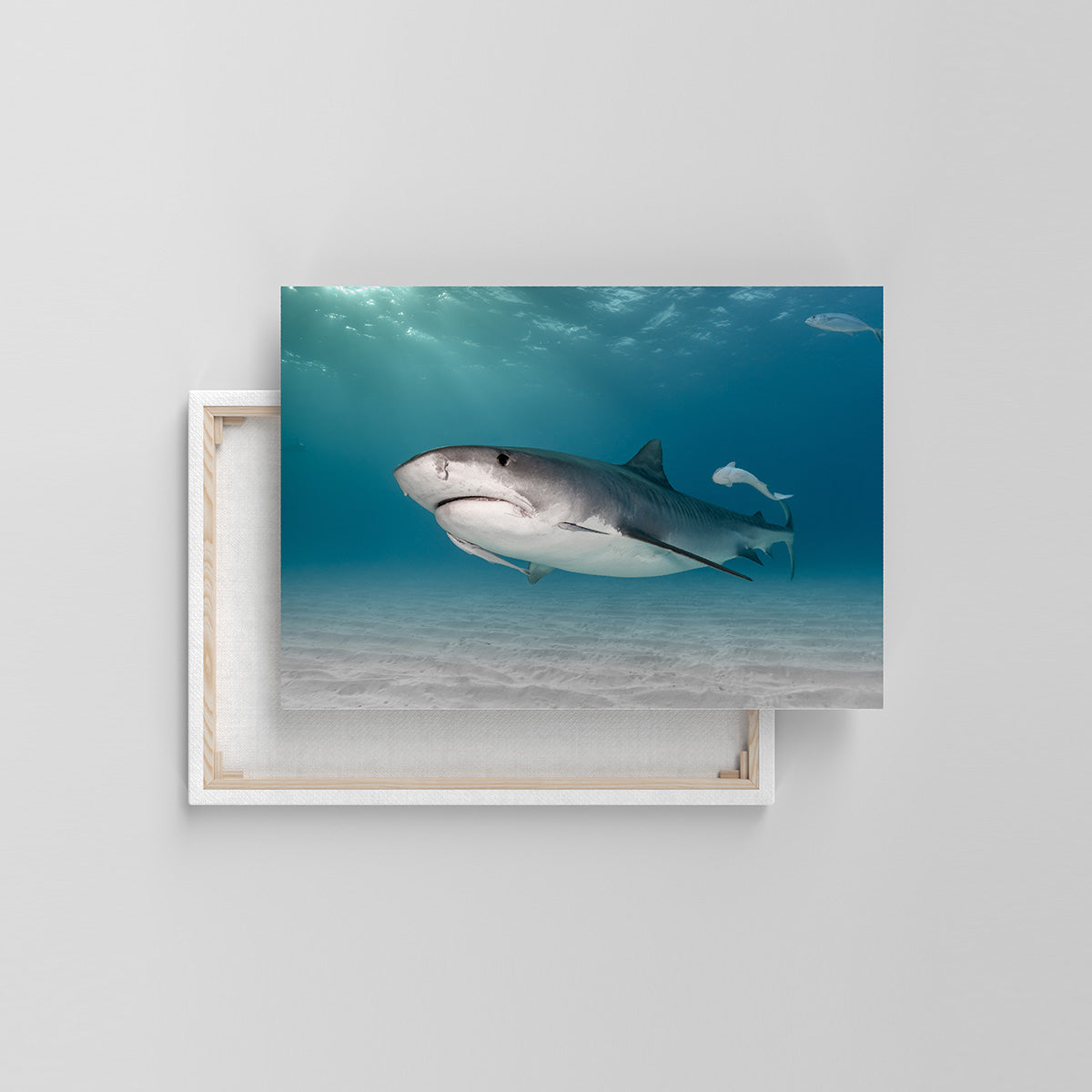 Tigerhai (Leinwandprint 60x90cm)