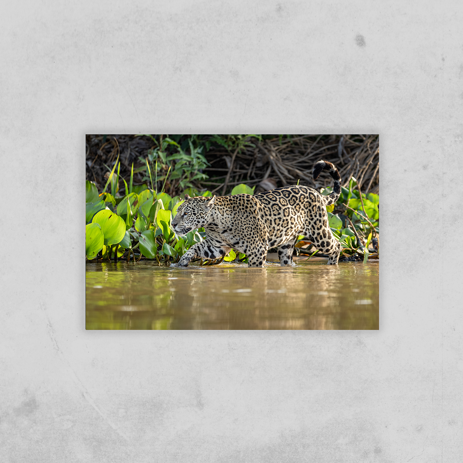 Jaguar (Fine Art Print 30x45cm)