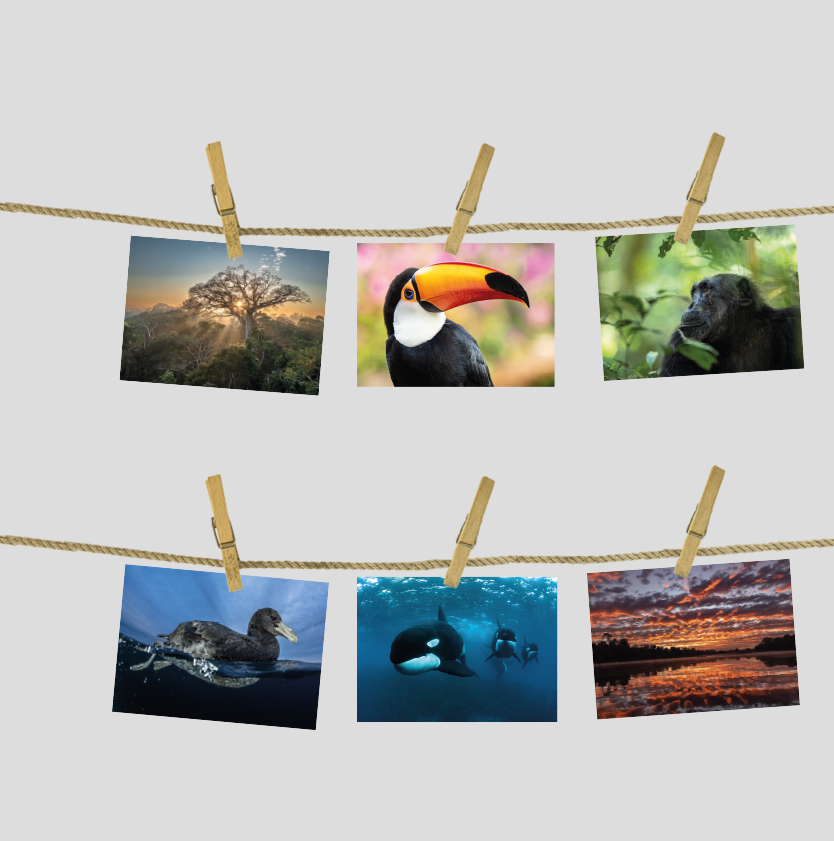 Postkarten/Minibilder 6er Set "Nature"