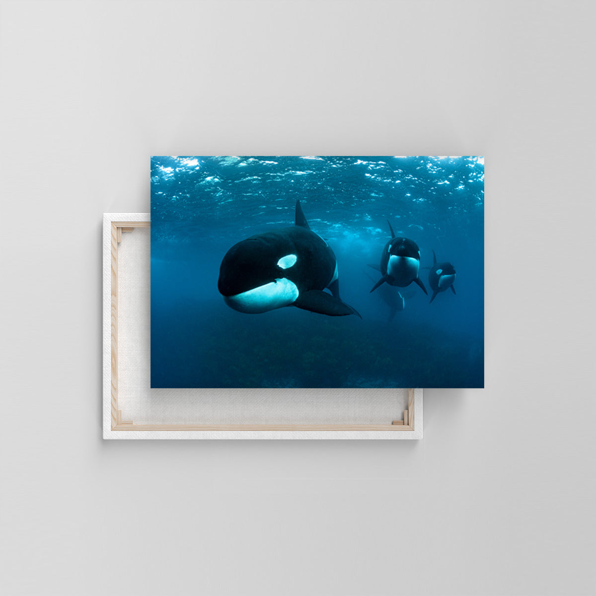 Orca (Leinwandprint 60x90cm)