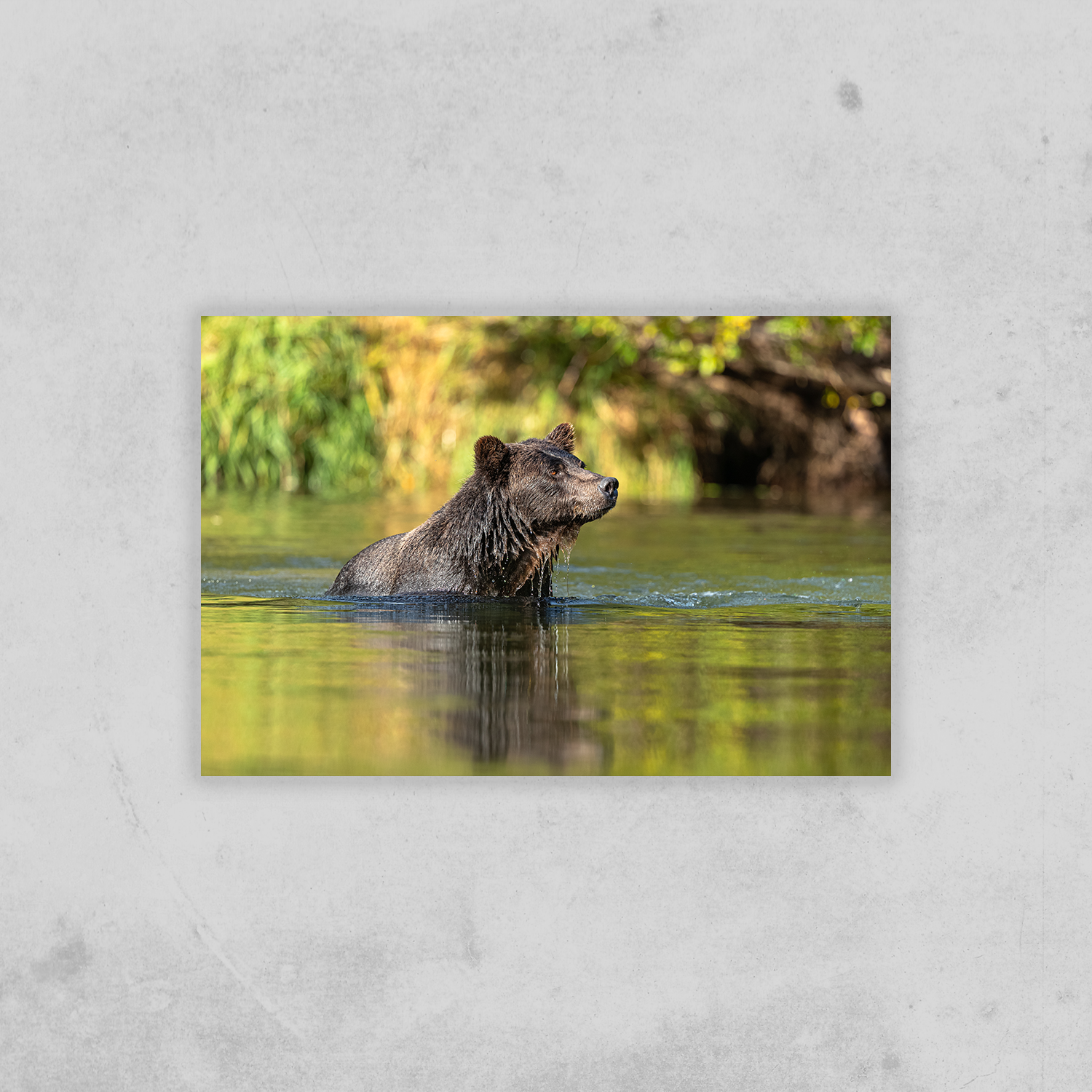 Bär (Fine Art Print 30x45cm)