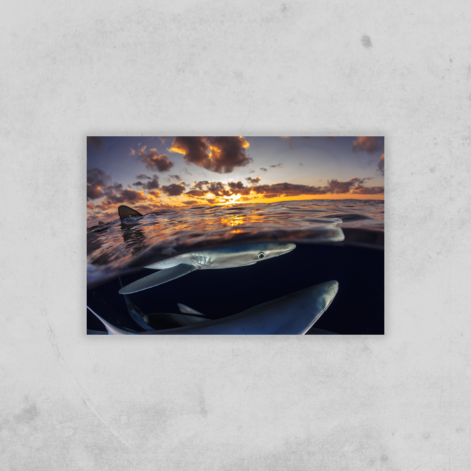 Blauhai (Fine Art Print 30x45cm)