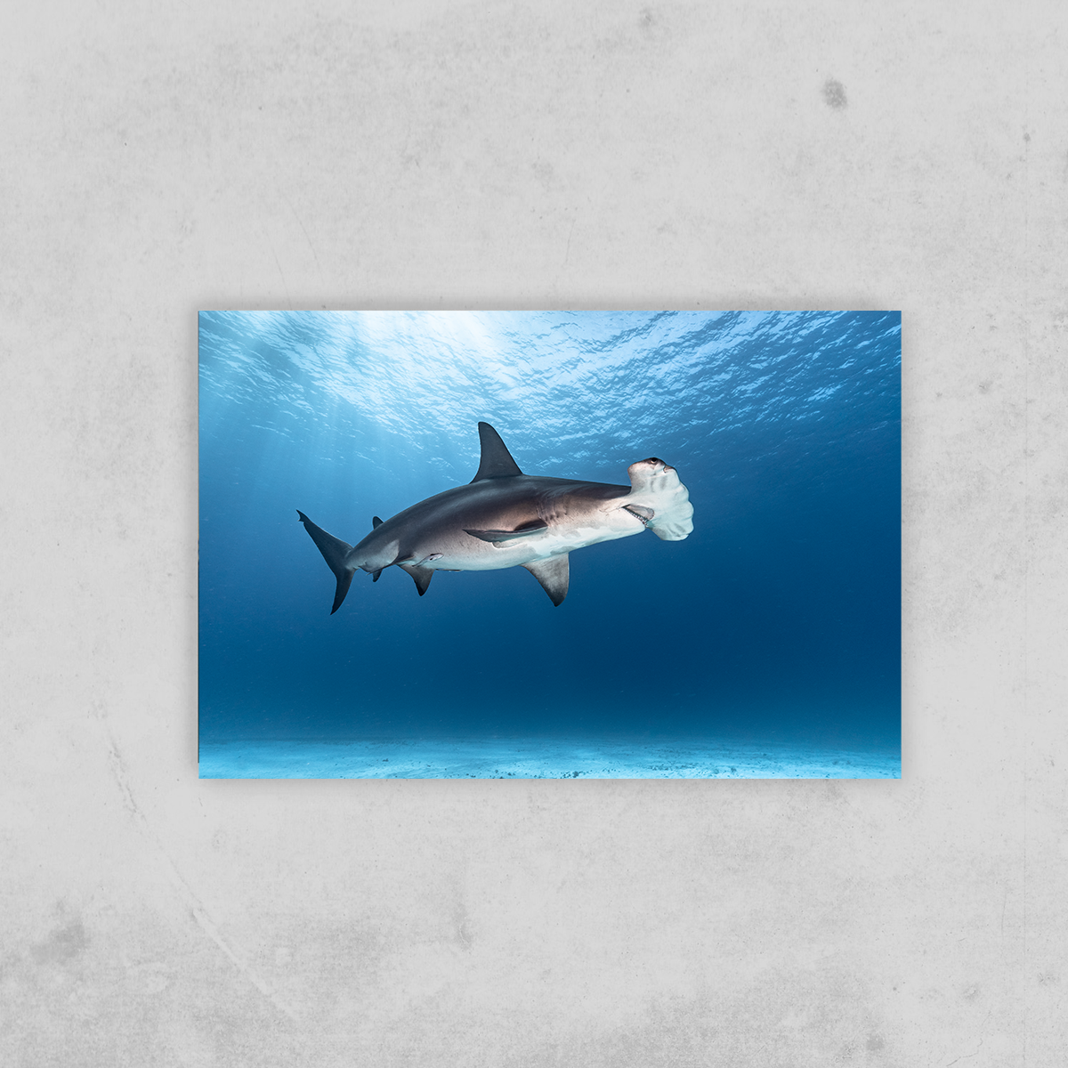 Hammerhai (Fine Art Print 30x45cm)
