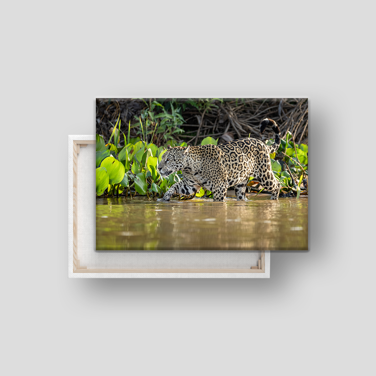Jaguar (Leinwandprint 60x90cm)