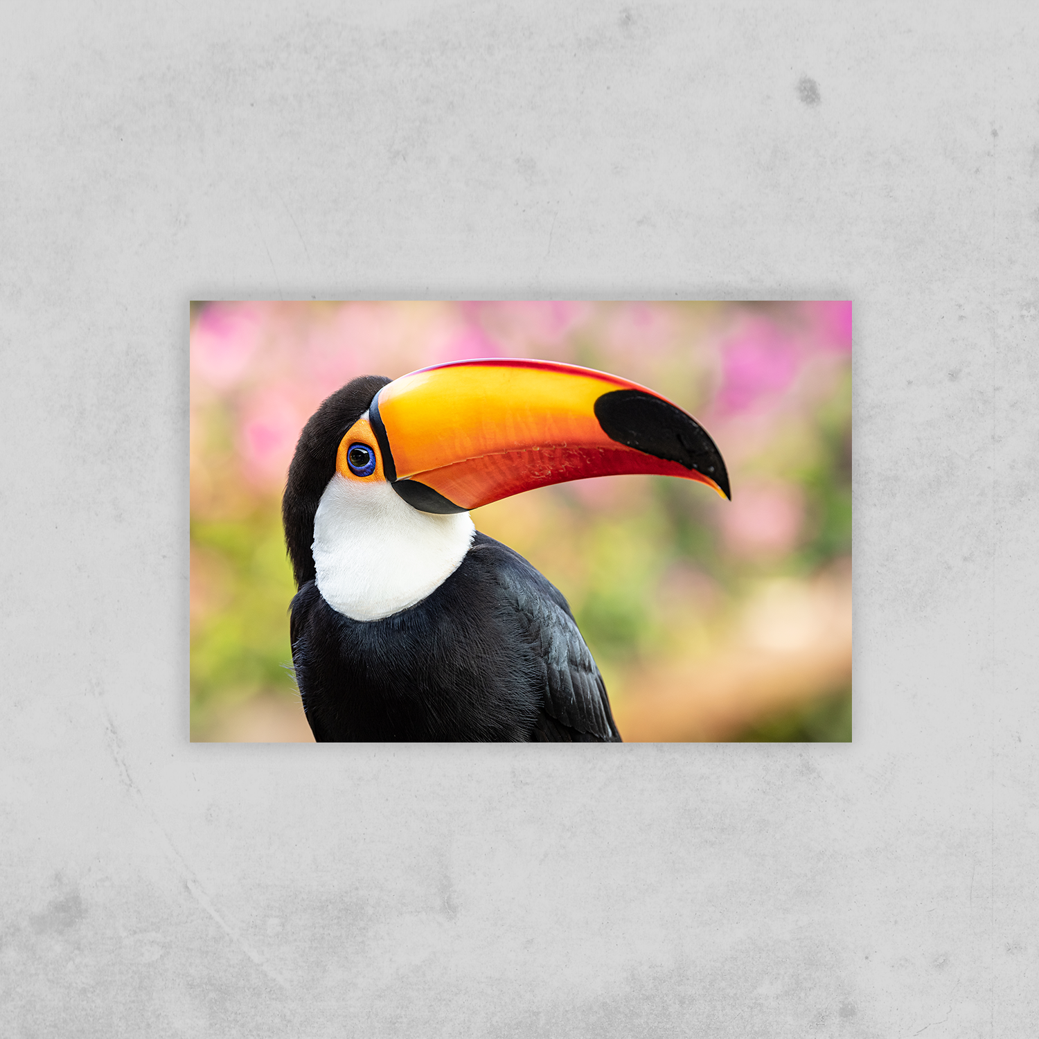Tukan (Fine Art Print 30x45cm)