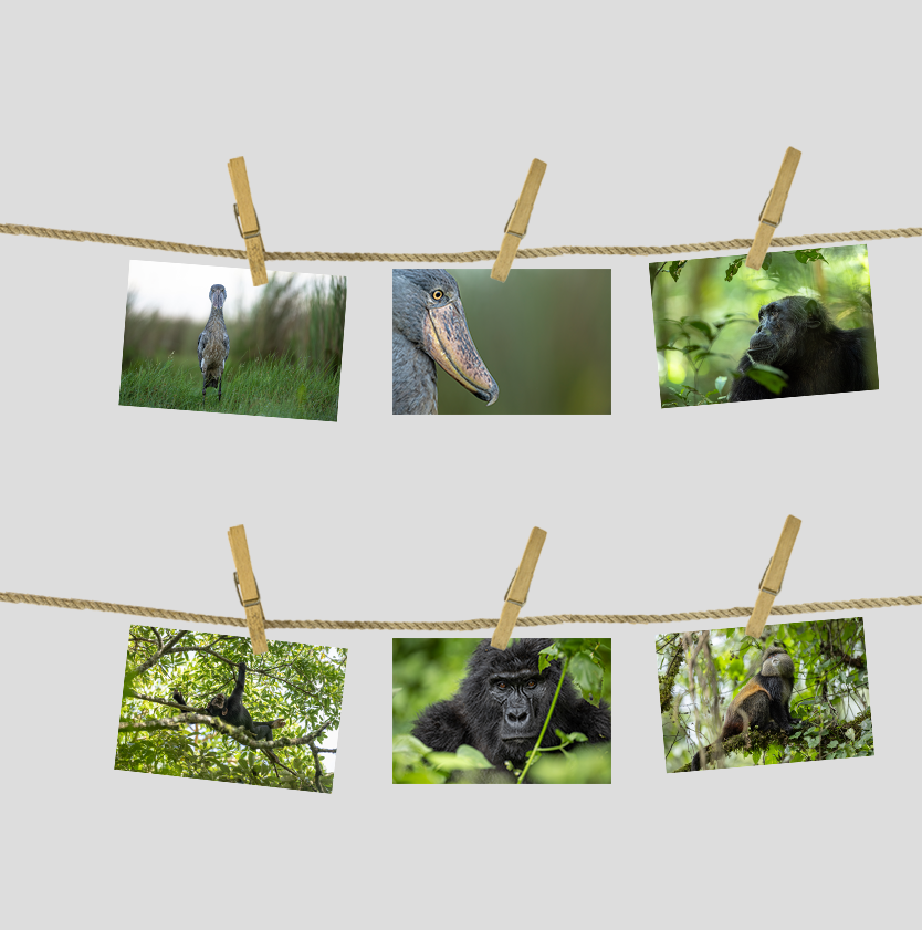 Postkarten/Minibilder 6er Set "Uganda"