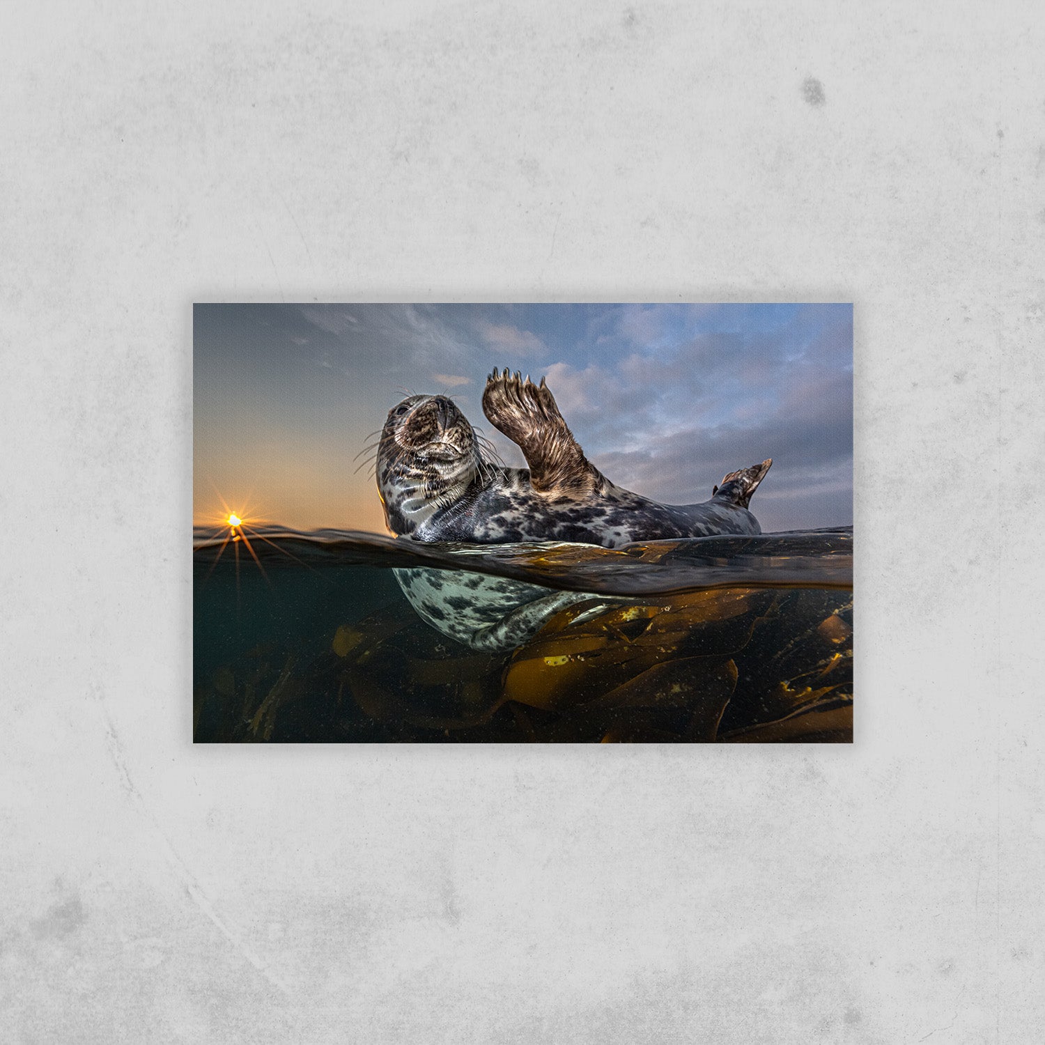 Winkende Robbe (Fine Art Print 30x45cm)