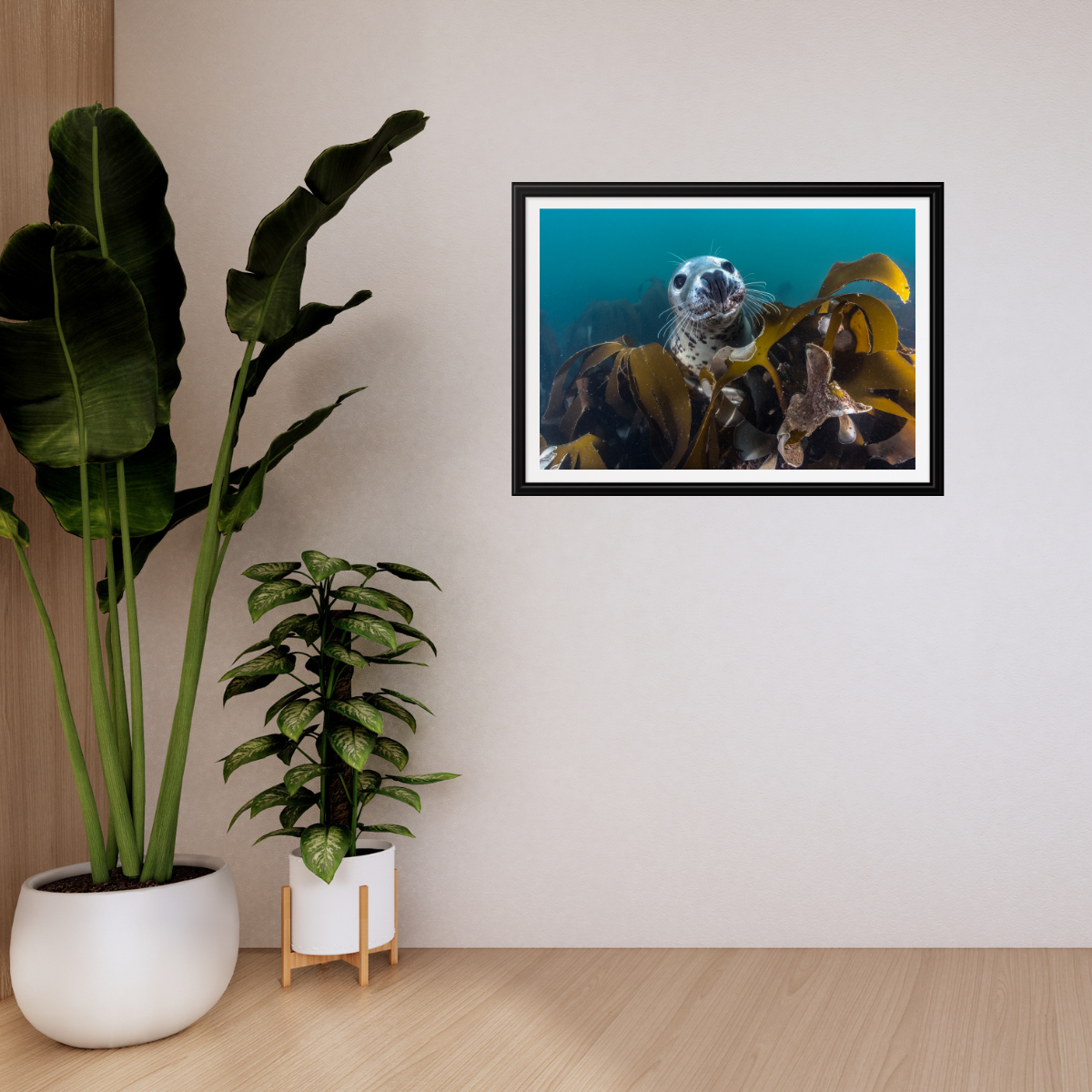 Kegelrobbe unter Wasser (Fine Art Print 30x45cm)
