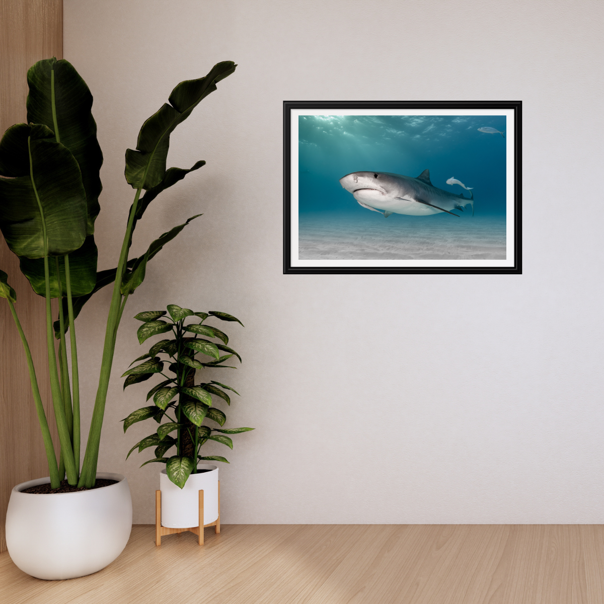 Tigerhai (Fine Art Print 30x45cm)