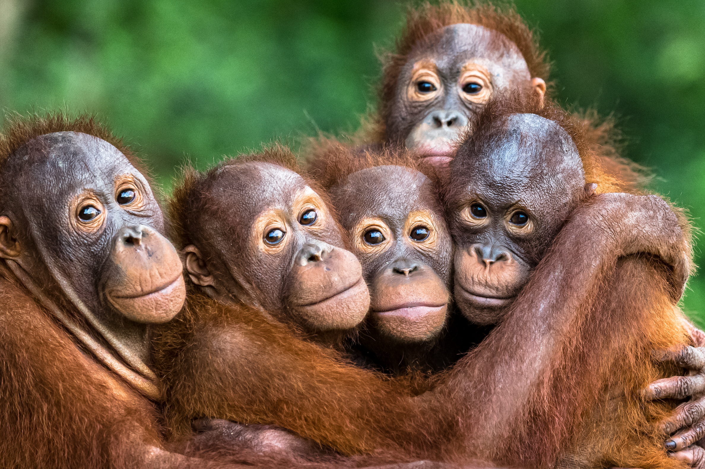 T-Shirt "FCK ZOOs" Orang-Utan