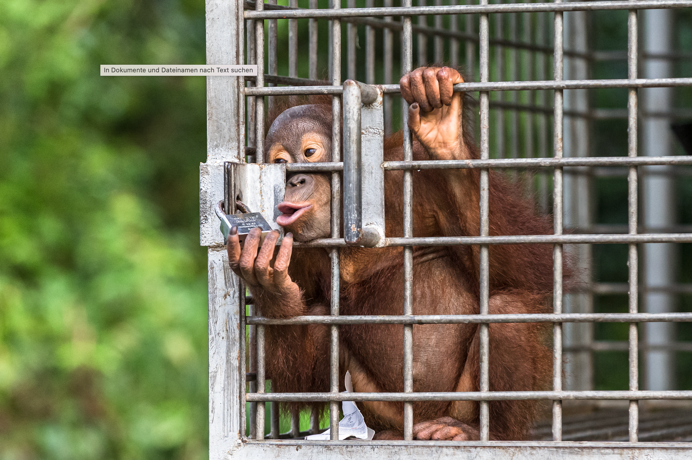 T-Shirt "FCK ZOOs" Orang-Utan