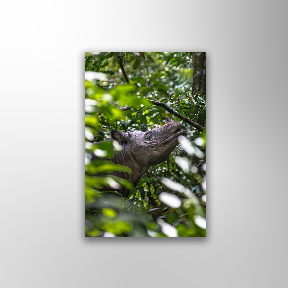 Sumatra-Nashorn (Fine Art Print 30x45cm)