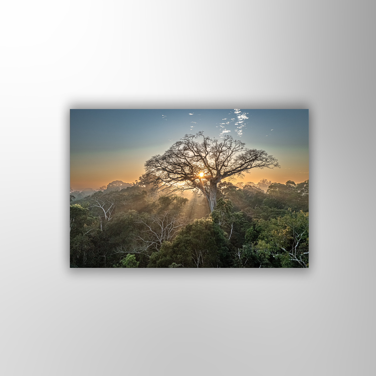Peru Baum (Fine Art Print 30x45cm)