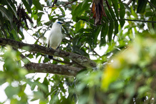 Patch "Mission Bali Starling"