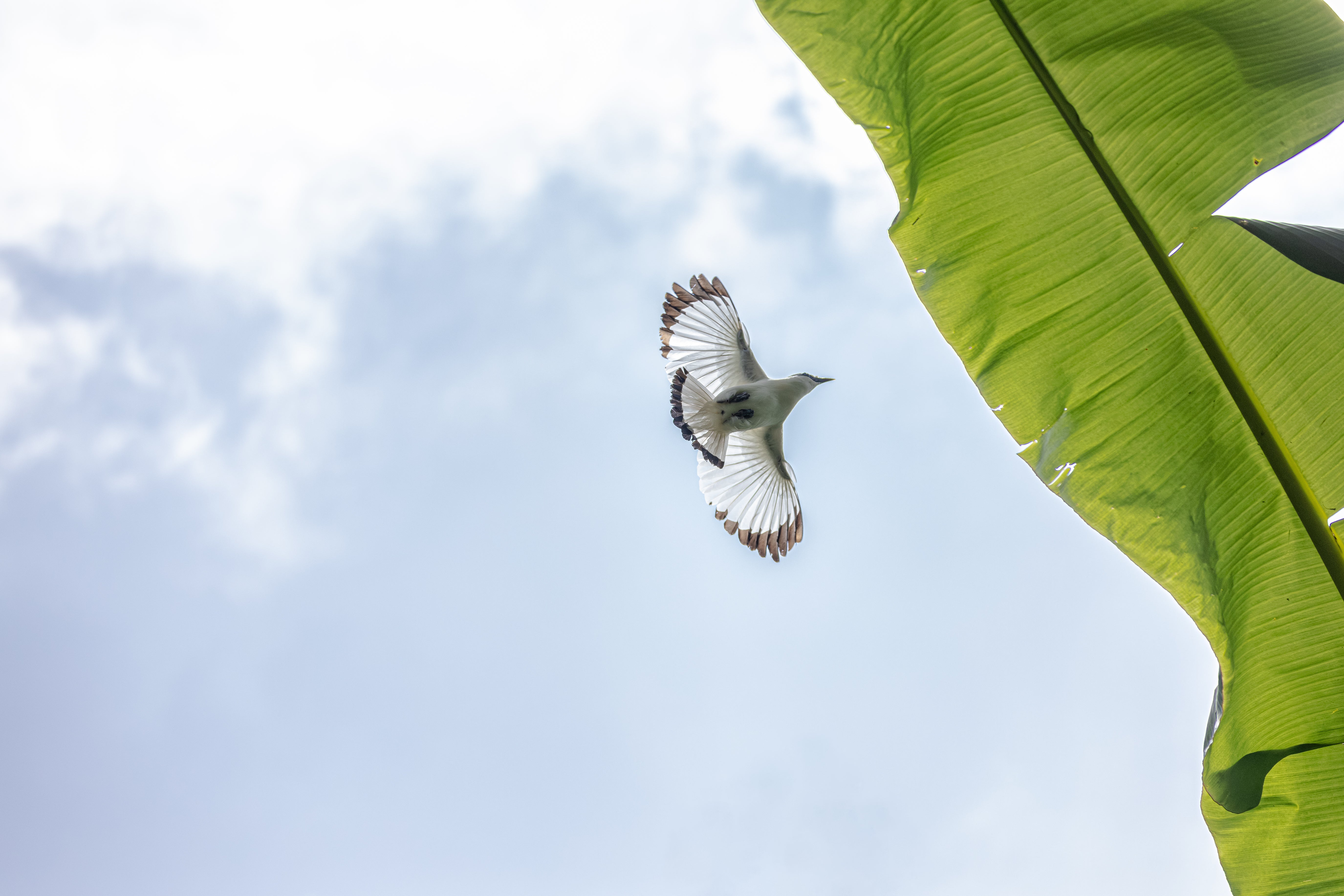 Patch "Mission Bali Starling"