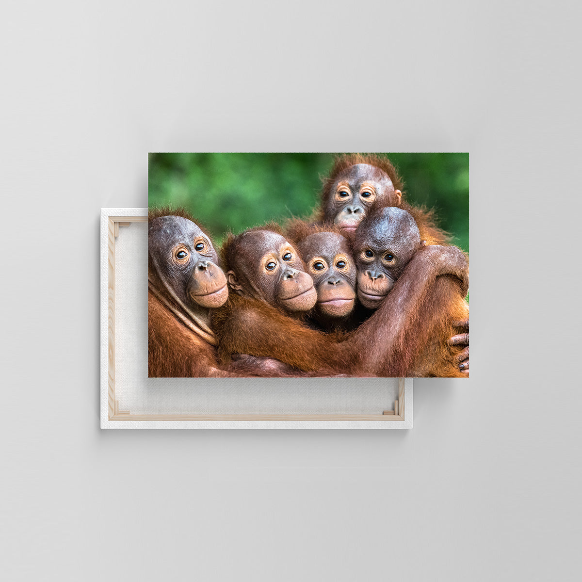 Orang-Utans (Leinwandprint 60x90 cm)