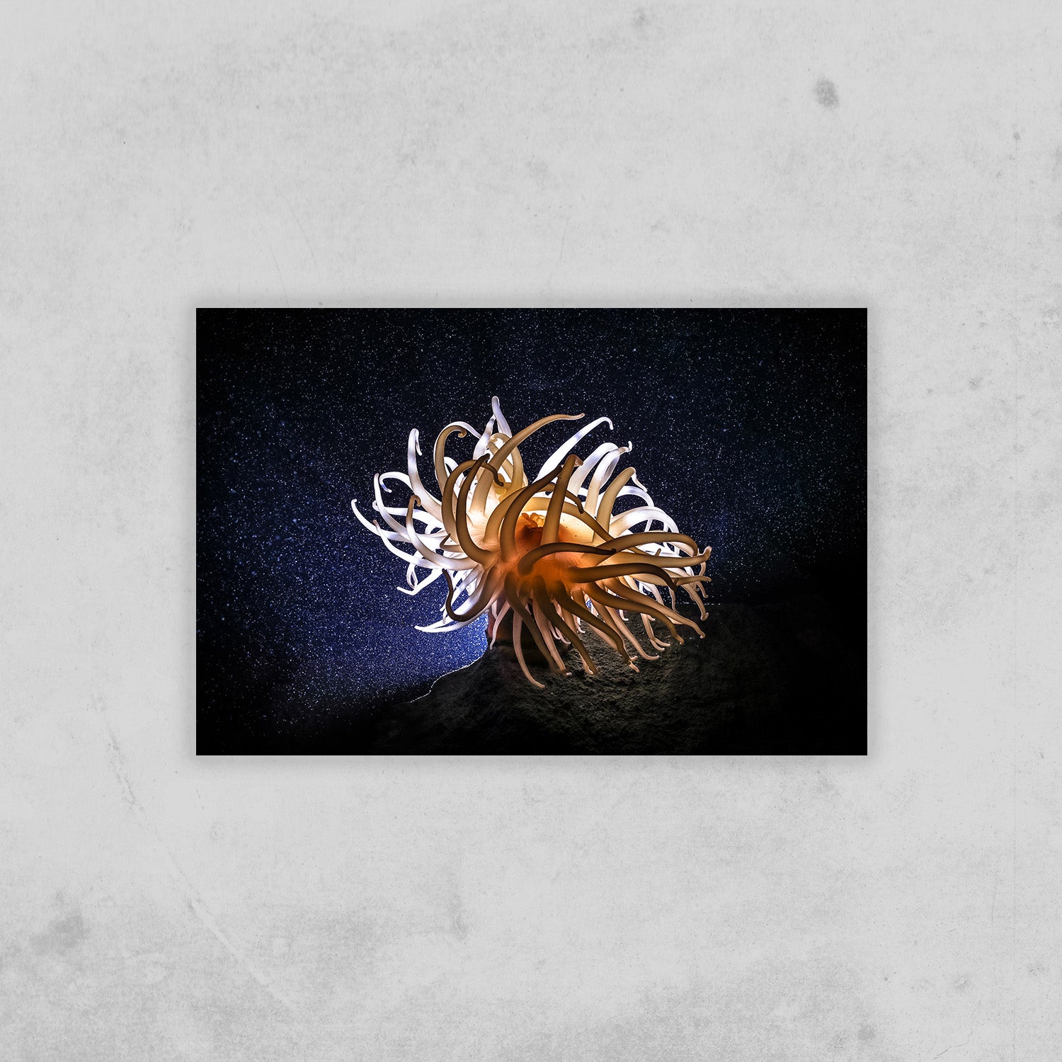 Anemone (Fine Art Print 30x45cm)