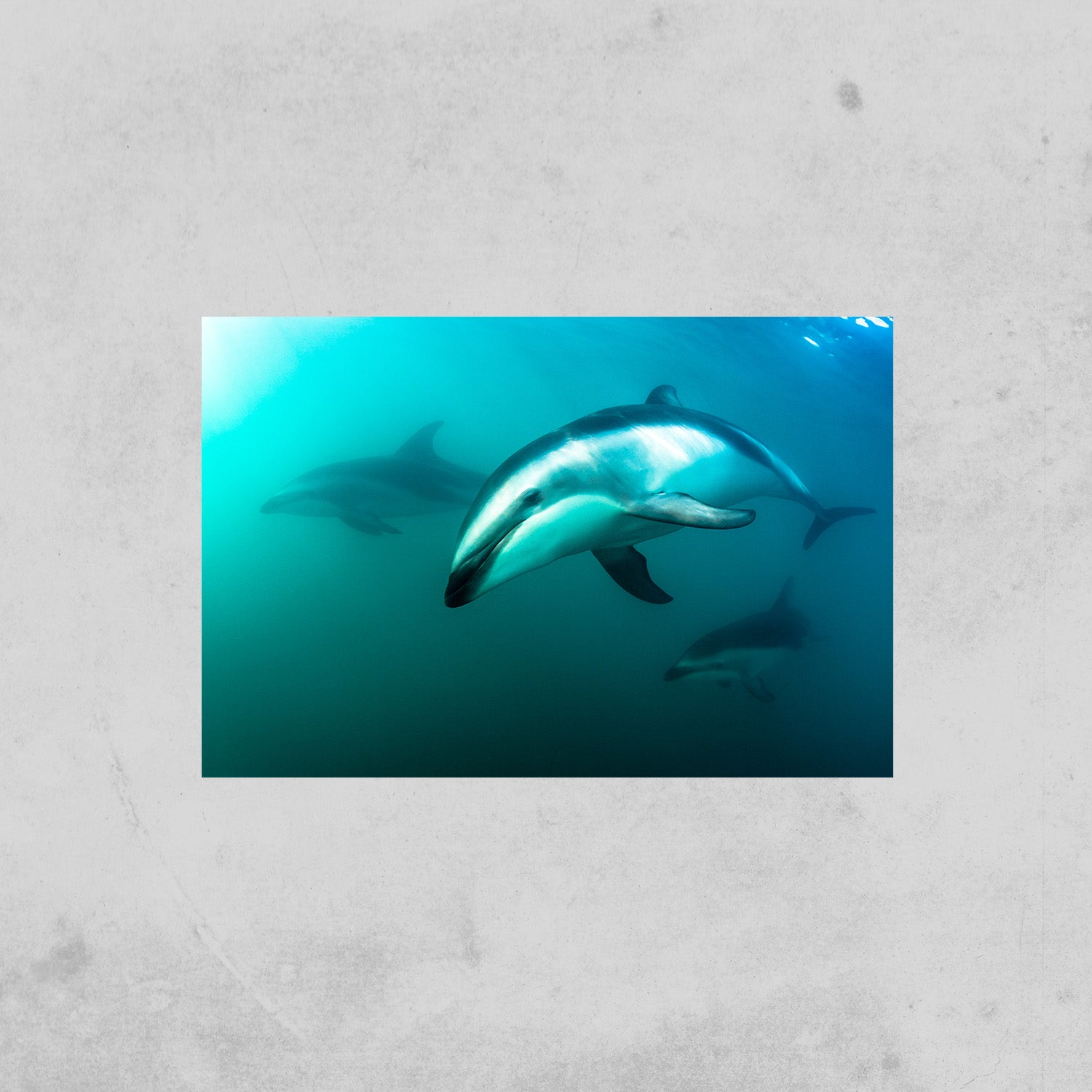 Delfin (Fine Art Print 30x45cm)