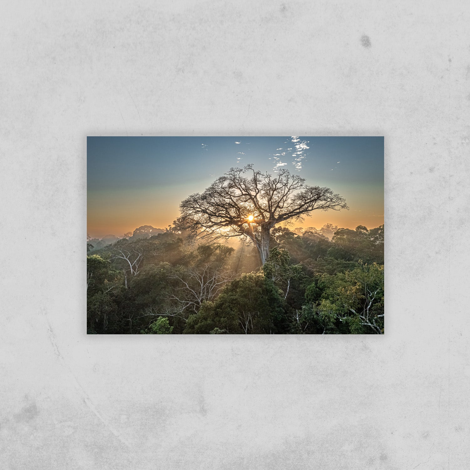 Peru Baum (Fine Art Print 30x45cm)
