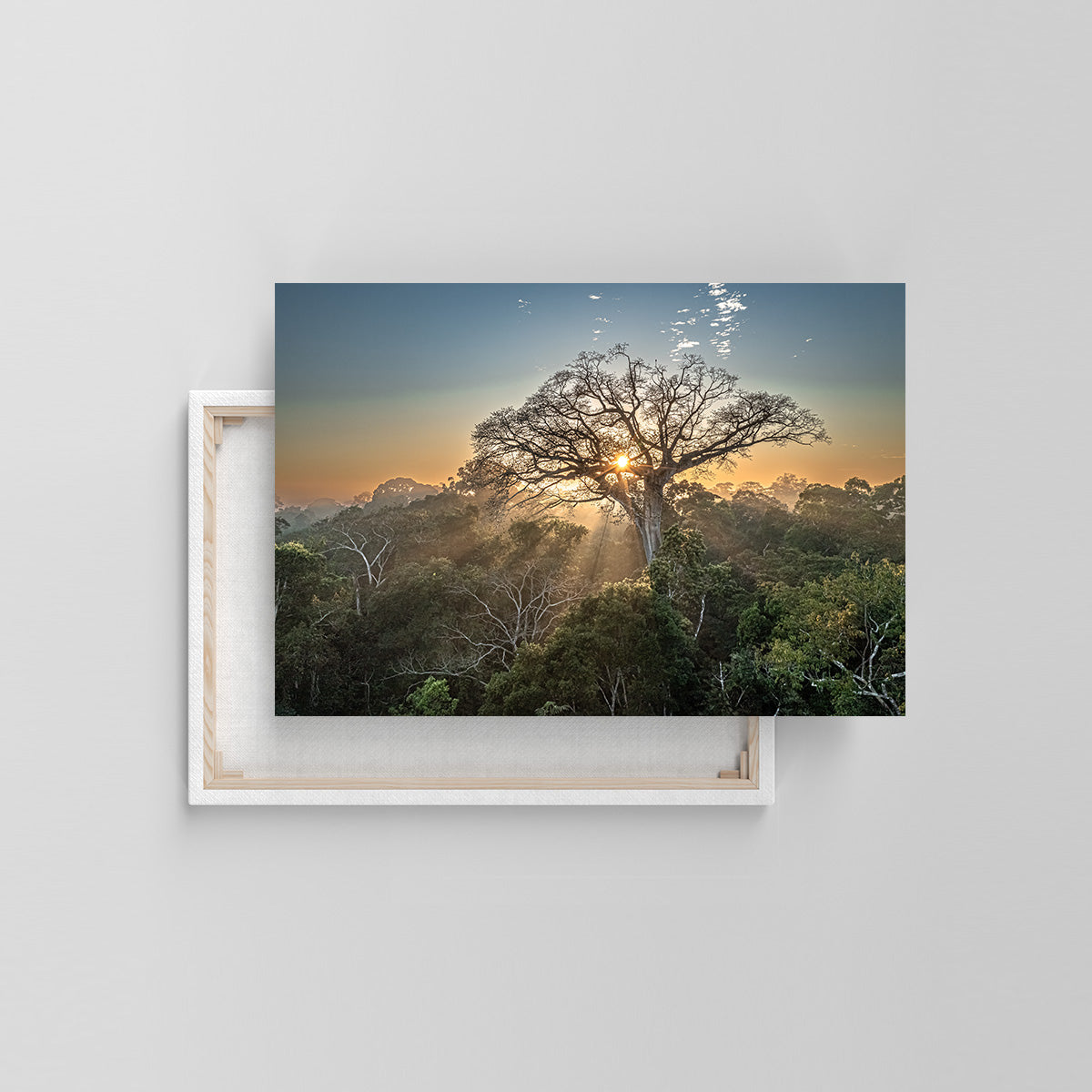 Peru Baum (Leinwandprint 60x90cm)