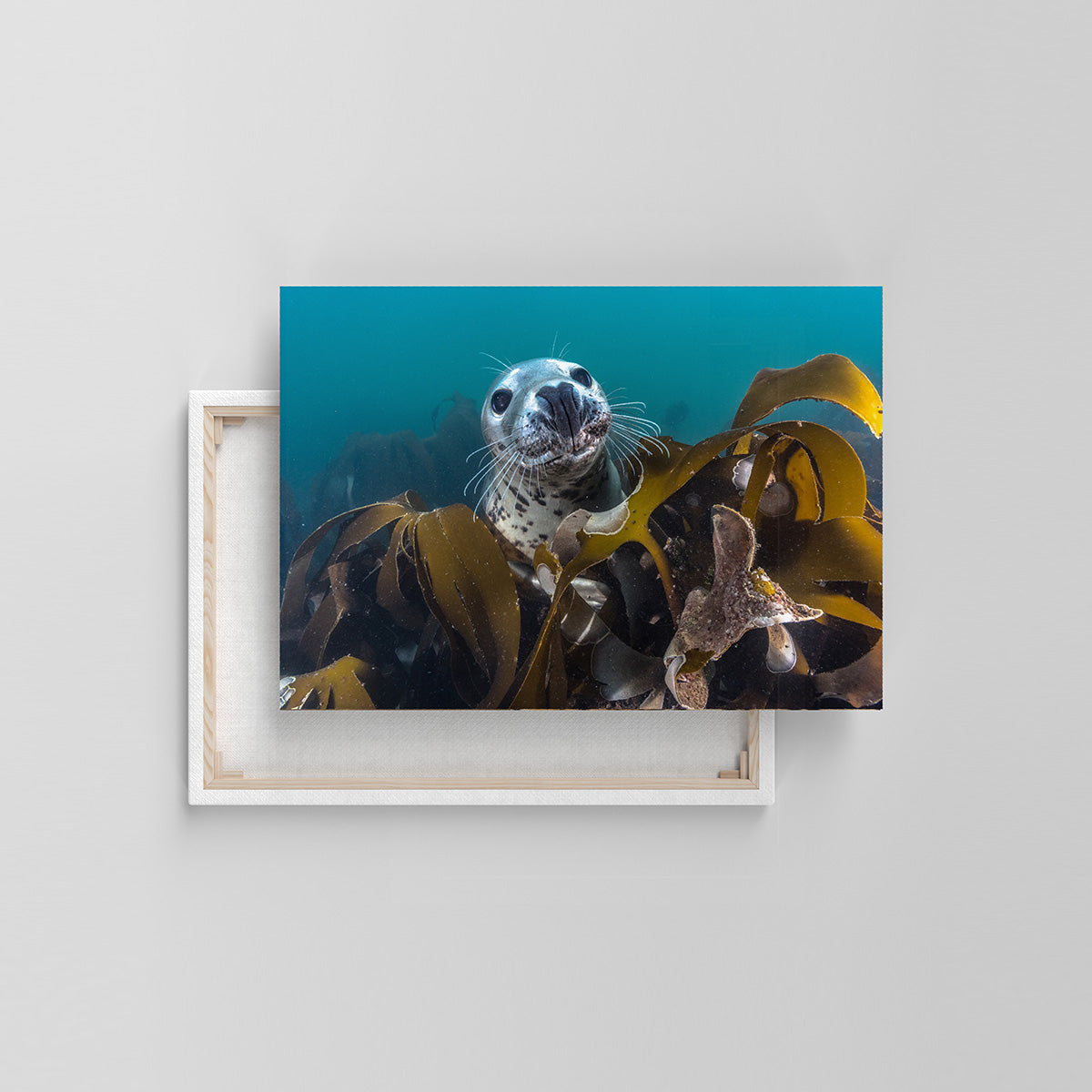 Kegelrobbe unter Wasser (Leinwandprint 60x90cm)